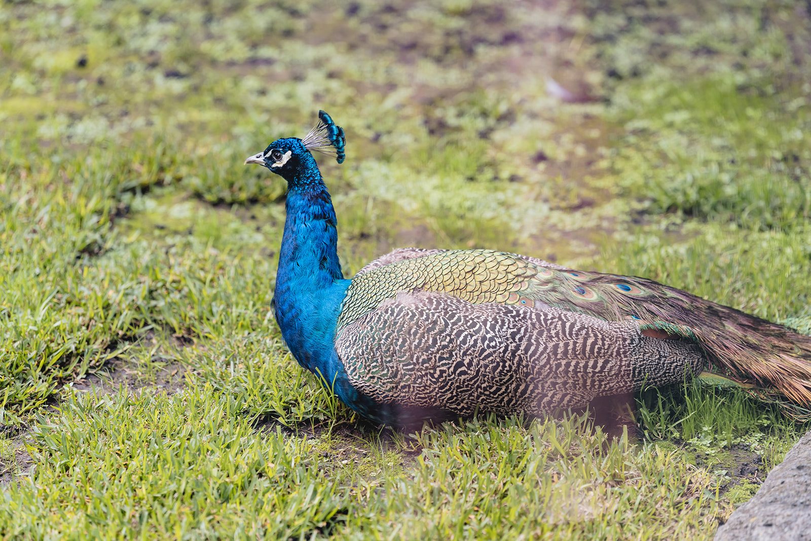 Marnong Estate wedding — a peacock on the estate grounds at Marnong, Mickleham, by C2 Films